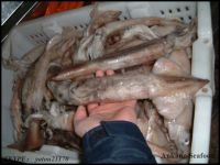 frozen W/R illex argentinus squid