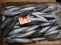Sell frozen pacific mackerel