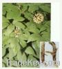 Sell Siberian Ginseng Extract