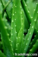 Sell Aloe vera