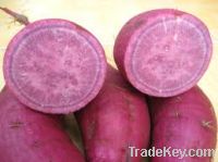 Sell purple sweet potato/japanese sweet potato