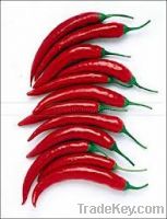 Sell Hot red pepper