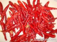 Sell Dried chilli