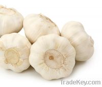 Sell Fresh Garlic/ White Garlic