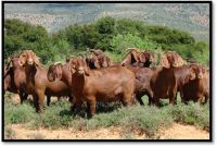 kalahari bore goats