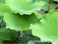 Sell Lotus leaf Extract