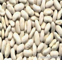 Sell White Kidney Bean Extract