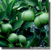Sell Citrus aurantium Extract