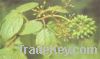 Sell Siberian Ginseng Extract