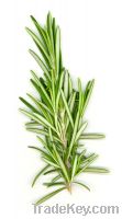water soluble rosemary food additive