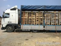 Firewood - beech, oak for sell