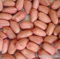 Sell peanut kernel