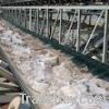 Sell Abrasion Resistant Conveyor Belt