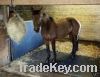 Sell Rubber Horse Matting