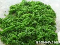 Sell Ulva Lactuca