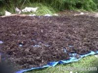 sell Dried Sargassum