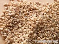 Natural Sesame Seeds