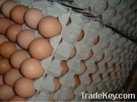 fresh table eggs