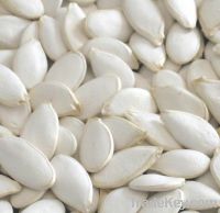 White Pumkin Seed