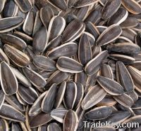 Sell Sunflower Seeds