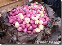 Sell KOLA NUTS