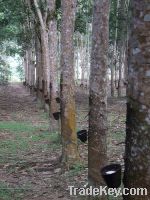 Natural Rubber