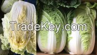 fresh celery cabbage