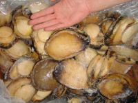 Premium Abalone