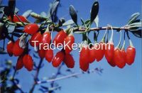 Goji berry / chinese wolfberry