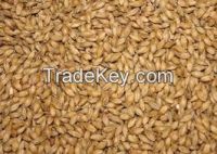 Barley Feed