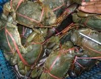 Live Mud Crabs