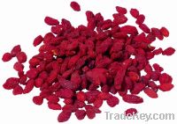 Sell Goji Berry Extract Powder with high quality, in stock