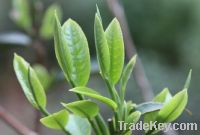 Sell Green tea polyphenols/Extract with high quality