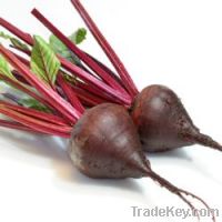Sell 100% natural Beetroot Extract with Betaine, high quality