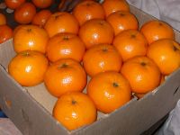 Sell offer of Mandarins/Kinnow