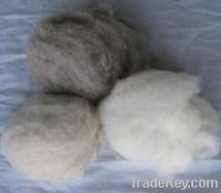 Sell 100% Pure Dehaired Cashmere Fiber
