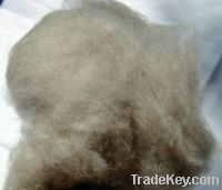 Sell 100% Dehaired Brown Cashmere Fiber