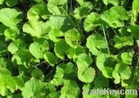 Sell Centella asiatica Extract