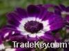 Sell Echinacea Purpurea Extract