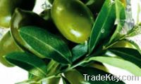 Sell Olive Leaf Extract