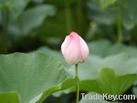 Sell Lotus Leaf Extract