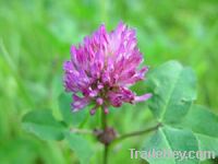 Sell Red Clover Extract