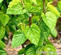Sell Mulberry Leaf P.E.