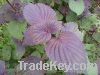 Sell Clary Sage P.E.