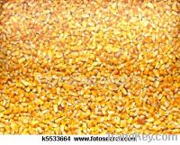 Sell Quality Grade One Yellow And White Corn