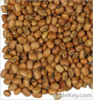 Sell pigeon pea