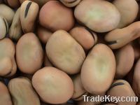 Sell broad bean