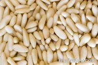 PINE NUTS