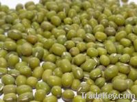 Green Mung Bean