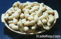 Blanched, Traditional, Peanut Kernel, Peanut With Shell ...